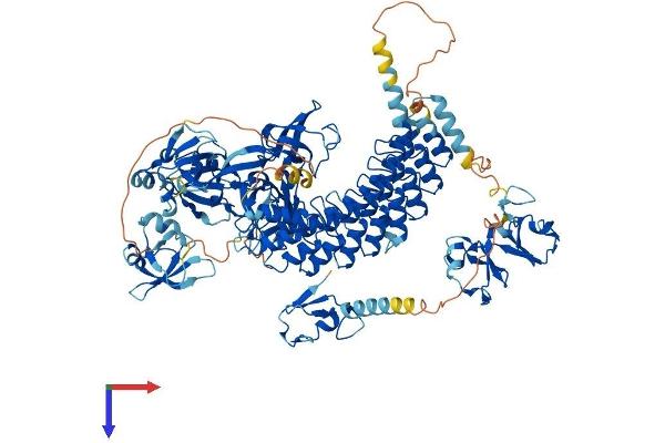 MIB1 Protein (AA 1-1006) (His tag)