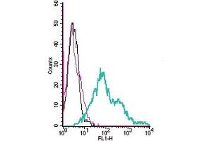Cell surface detection of TRPC6 by direct flow cytometry in live intact human  megakaryoblastic leukemia cells: + Rabbit IgG isotype control-FITC.