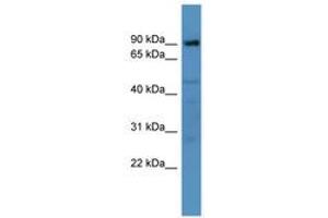 ADAM22 抗体  (AA 298-347)