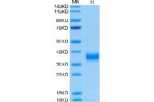 Biotinylated Human BTN1A1 on Tris-Bis PAGE under reduced condition.