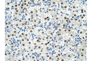EXOSC4 antibody was used for immunohistochemistry at a concentration of 4-8 ug/ml to stain Hepatocytes (arrows) in Human Liver. (EXOSC4 Antikörper  (N-Term))