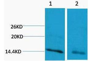 Western Blotting (WB) image for anti-Histone 3 (H3) (H3R17me) antibody (ABIN3181372) (Histone 3 Antikörper  (H3R17me))