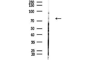 anti-Forkhead Box K1 (Foxk1) (Internal Region) antibody