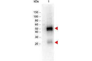 Image no. 1 for Donkey anti-Rabbit IgG (Whole Molecule) antibody (HRP) (ABIN300901) (Esel anti-Kaninchen IgG (Whole Molecule) Antikörper (HRP))