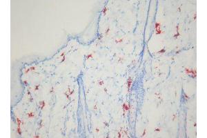 Image no. 1 for anti-Macrophages antibody (ABIN481699) (Macrophages Antikörper)