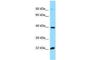 Western Blotting (WB) image for anti-Olfactory Receptor, Family 51, Subfamily E, Member 2 (OR51E2) (C-Term) antibody (ABIN2790157)