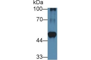 Western Blot; Sample: Mouse Heart lysate; Primary Ab: 1µg/ml Rabbit Anti-Rat BCAT1 Antibody Second Ab: 0. (BCAT1 Antikörper  (AA 179-411))