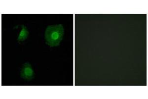 Immunofluorescence (IF) image for anti-EP300 Interacting Inhibitor of Differentiation 1 (EID1) (Internal Region) antibody (ABIN1850132) (EID1 Antikörper  (Internal Region))