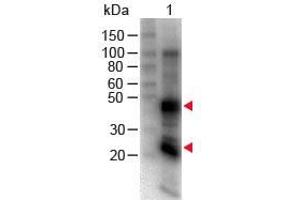 Western Blot of Goat anti-Rat IgG (H&L) Antibody Biotin Conjugated. (Ziege anti-Ratte IgG (Heavy & Light Chain) Antikörper (Biotin) - Preadsorbed)