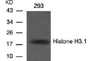 Image no. 2 for anti-Histone H3.1 (HIST1H3B) (Ser10) antibody (ABIN197332) (Histone H3.1 Antikörper  (Ser10))