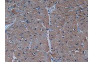 IHC-P analysis of Mouse Heart Tissue, with DAB staining. (Insulin Antikörper  (AA 25-54, AA 90-110))
