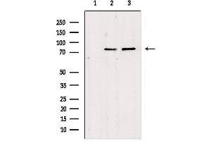 Western blot analysis of extracts from various samples, using JIP2 Antibody.