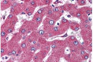 Human Liver (formalin-fixed, paraffin-embedded) stained with MARCH4 antibody ABIN298411 at 5 ug/ml followed by biotinylated goat anti-rabbit IgG secondary antibody ABIN481713, alkaline phosphatase-streptavidin and chromogen. (MARCH4 Antikörper  (AA 300-350))