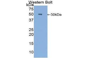 Western Blotting (WB) image for anti-Carboxypeptidase E (CPE) (AA 151-317) antibody (ABIN1858476) (CPE Antikörper  (AA 151-317))