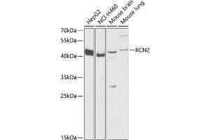 Western blot analysis of extracts of various cell lines, using RCN2 antibody  at 1:1000 dilution. (RCN2 Antikörper  (AA 23-180))