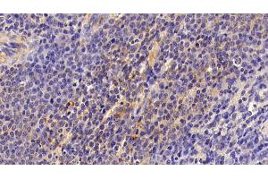 Detection of FAS in Porcine Spleen Tissue using Polyclonal Antibody to Factor Related Apoptosis (FAS) (FAS Antikörper)