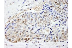 Immunohistochemistry (IHC) image for anti-FK506 Binding Protein 4, 59kDa (FKBP4) (AA 1-50) antibody (ABIN7448967) (FKBP4 Antikörper  (AA 1-50))