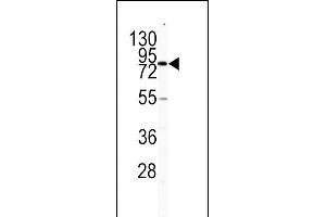 Western blot analysis of CD31 antibody (C-term) (ABIN391674 and ABIN2841585) in HL60 cell line lysates (35 μg/lane). (CD31 Antikörper  (C-Term))
