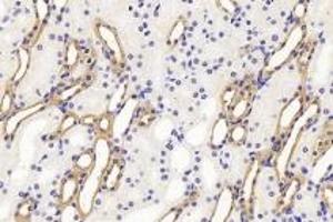 Immunohistochemistry analysis of paraffin-embedded mouse kidney using Endostatin (ABIN7073823) at dilution of 1:1200