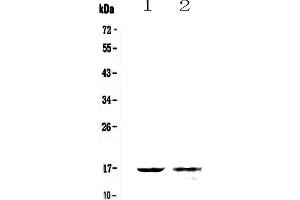 Western blot analysis of Galectin 10 using anti-Galectin 10 antibody . (Galectin 10 Antikörper  (AA 2-142))