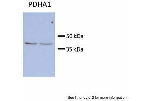 Sample type:Huh7 HepG2 (50ug)Primary Antibody Dilution: 1:500Image Submitted by: Partha KasturiUniversity of Kansas Medical Center (PDHA1 Antikörper  (C-Term))