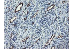 Image no. 1 for anti-Platelet/endothelial Cell Adhesion Molecule (PECAM1) antibody (ABIN1497251) (CD31 Antikörper)