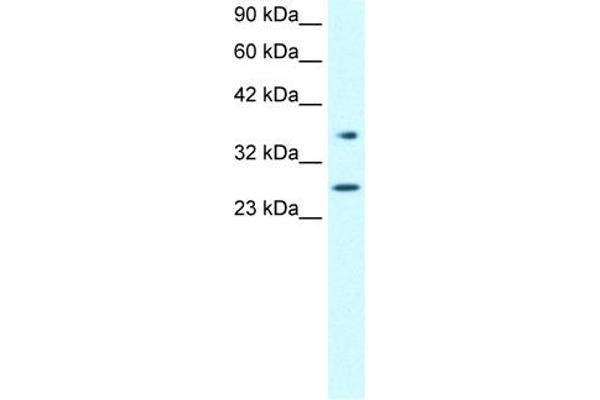 FOXA3 Antikörper  (Middle Region)