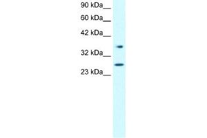 WB Suggested Anti-FOXA3 Antibody Titration:  0. (FOXA3 Antikörper  (Middle Region))