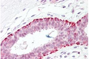 Anti-FADD antibody IHC staining of human breast. (FADD Antikörper  (AA 159-208))