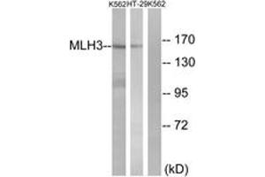 Western blot analysis of extracts from K562/HT-29 cells, using MLH3 Antibody. (MLH3 Antikörper  (AA 521-570))