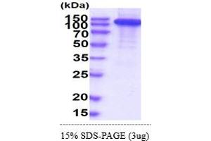 SDS-PAGE (SDS) image for CD22 Molecule (CD22) (AA 20-687) protein (hIgG-His-tag) (ABIN6388139) (CD22 Protein (AA 20-687) (hIgG-His-tag))