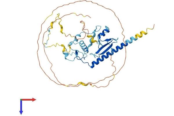 MBD2 Protein (AA 1-411) (His tag)