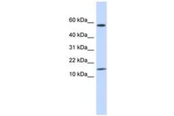 KRTAP11-1 Antikörper  (N-Term)