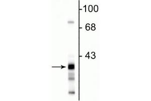 Western blot of rat hippocampal lysate showing the specific immunolabeling of ~38 kDa GAPDH protein. (GAPDHS Antikörper)