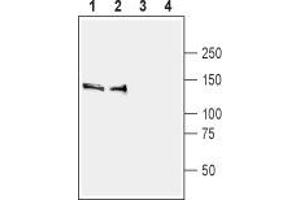 Western blot analysis of rat (lanes 1 and 3) and mouse (lanes 2 and 4) brain membranes:  - 1,2 Anti-SynGAP Antibody (ABIN7043789, ABIN7045176 and ABIN7045177), (1:400). (SYNGAP1 Antikörper  (C-Term))
