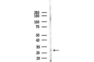 anti-Neurexophilin 3 (NXPH3) (Internal Region) antibody