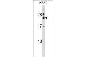 Western blot analysis in K562 cell line lysates (35ug/lane). (REXO2 Antikörper  (AA 129-157))