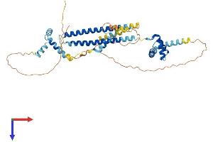 PBX1 Protein (AA 1-430) (His tag)