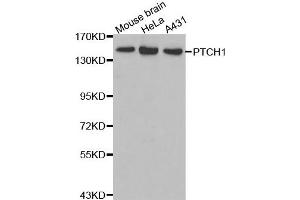 Western blot analysis of extracts of various cell lines, using PTCH1 antibody. (Patched 1 Antikörper)