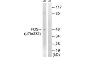 Western blot analysis of extracts from Jurkat cells treated with EGF 200ng/ml 5', using FOS (Phospho-Thr232) Antibody. (c-FOS Antikörper  (pThr232))