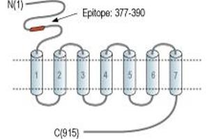 Representative domain view of the target of ABIN7885065.