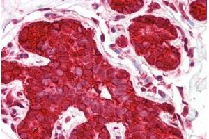 Anti-HSP90AA1 / Hsp90 antibody IHC staining of human breast. (HSP90AA1 Antikörper  (AA 683-732))