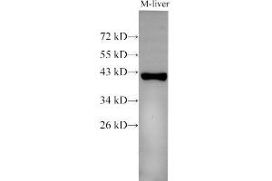 Western Blot analysis of Mouse liver using EpCAM Polyclonal Antibody at dilution of 1:500 (EpCAM Antikörper)