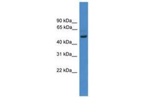 Image no. 1 for anti-Zinc Finger Protein 277 (ZNF277) (N-Term) antibody (ABIN6745449)