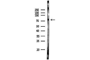 anti-Synaptotagmin XVI (SYT16) (Internal Region) antibody