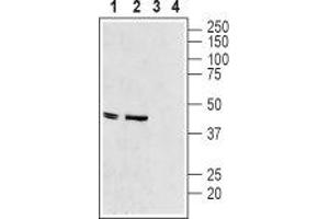 Western blot analysis of rat heart membranes (lanes 1 and 3) and mouse heart lysate (lanes 2 and 4):1-2. (Potassium Inwardly-Rectifying Channel, Subfamily J, Member 11 (KCNJ11) Peptid)