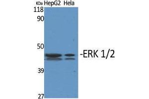 Western Blot (WB) analysis of specific cells using ERK 1/2 Polyclonal Antibody. (ERK1/2 Antikörper  (Ser1106))