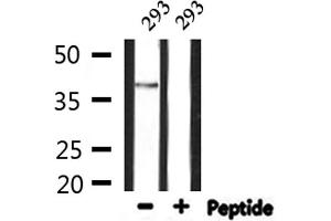 Western blot analysis of extracts from 293, using GDF15 Antibody. (GDF15 Antikörper  (N-Term))