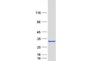 Myosin Light Chain 4, Alkali, Atrial, Embryonic (MYL4) (Transcript Variant 2) protein (Myc-DYKDDDDK Tag)
