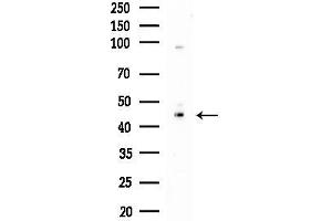 anti-Prokineticin Receptor 1 (PROKR1) (N-Term) antibody